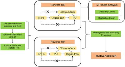 Abdominal multi-organ <mark class="highlighted">iron content</mark> and the risk of Parkinson’s disease: a Mendelian randomization study